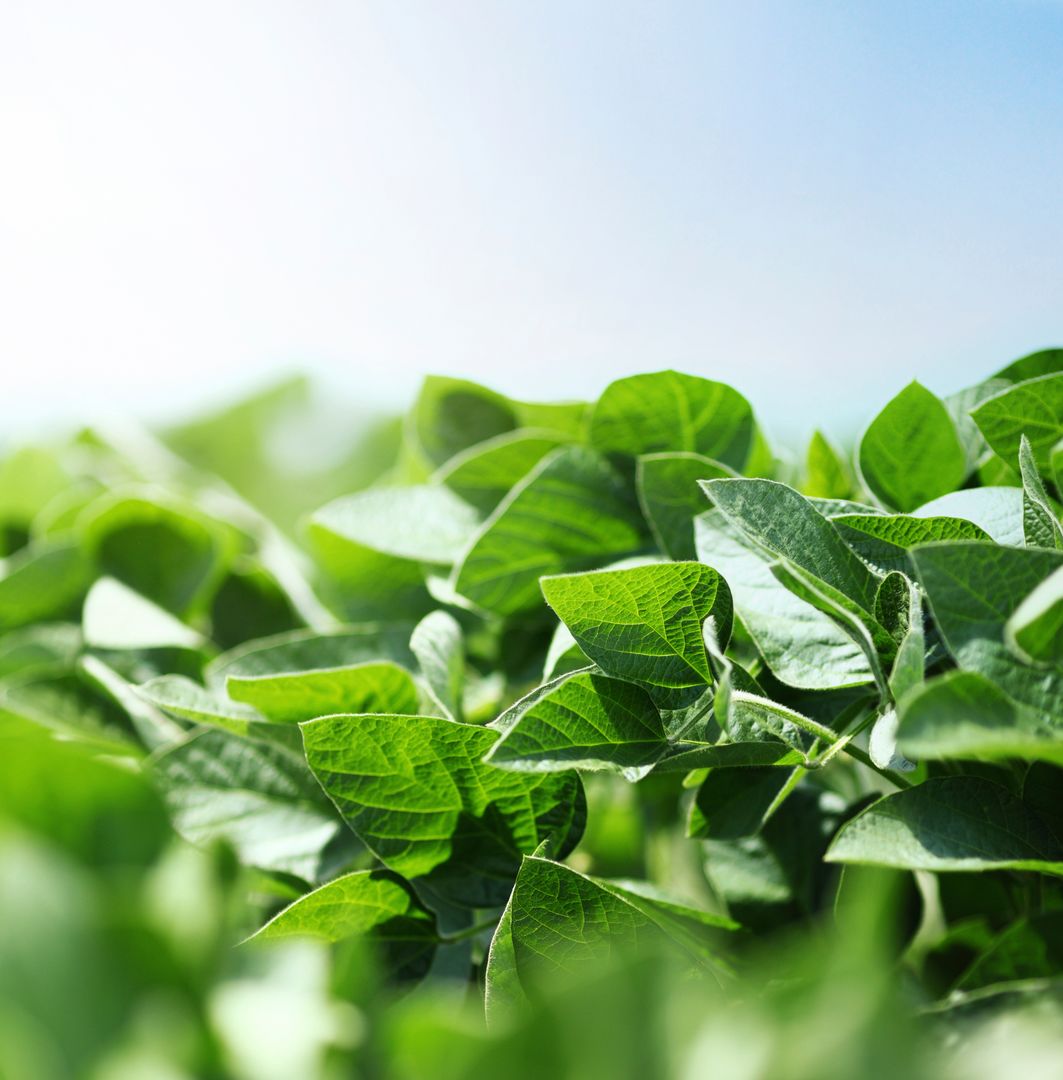 ¿Sabías que se logró el biocontrol a campo de podredumbre carbonosa en soja?